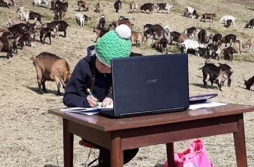 O fetiță de 10 ani din Italia face lecțiile online pe vârf de munte, între animale