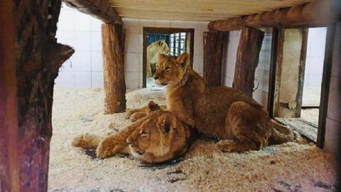 Leii de la Grădina Zoologică din Chişinău au fost „botezați”: Iată ce nume vor purta