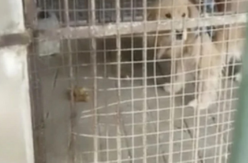 O grădină zoologică din China a înlocuit leul cu un câine și a sperat că vizitatorii nu-și vor da seama
