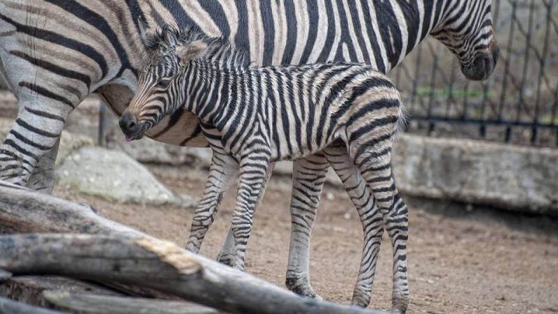 (foto) Un pui de zebră s-a născut la Grădina Zoologică din Chișinău: Femela poate fi admirată de vizitatori