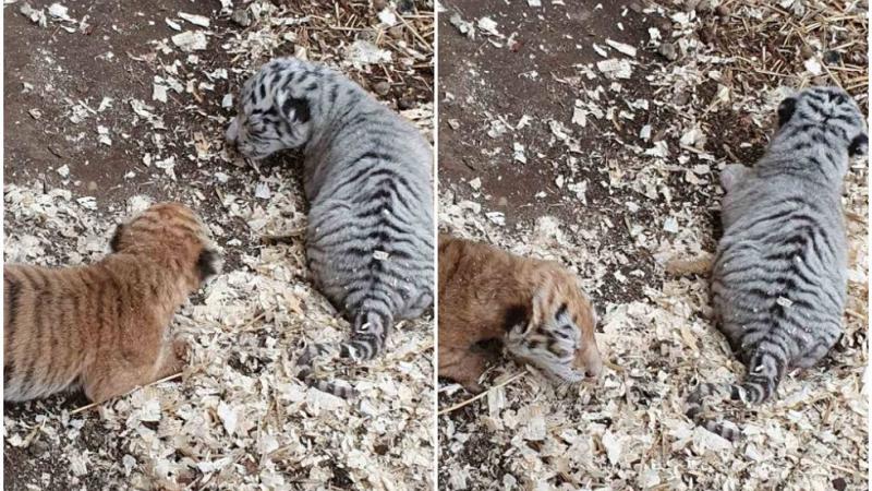 Tigroaica Basea de la Grădina Zoologică din capitală a născut doi pui. Când vor putea fi admirați de vizitatori