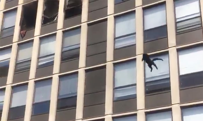 (video) O pisică a supraviețuit miraculos, după ce a sărit de la etajul 5 al unei clădiri în flăcări