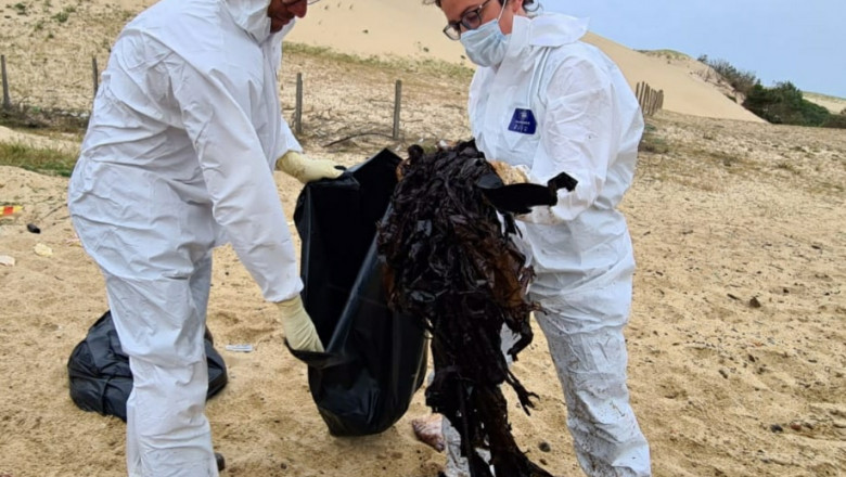 FOTO 16 kilograme de plastic au fost găsite în stomacul unei balene care a eșuat pe o plajă din Franța