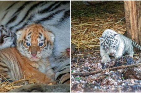 (foto) Cât sunt de frumoși! Cei doi tigri de la Zoo au ieșit din ascunziș