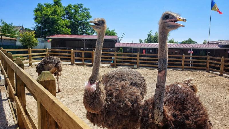  Și-au deschis un zooparc acasă: O familie din Basarabeasca are 30 de specii de păsări și animale, pe care le pot vizita toți doritorii