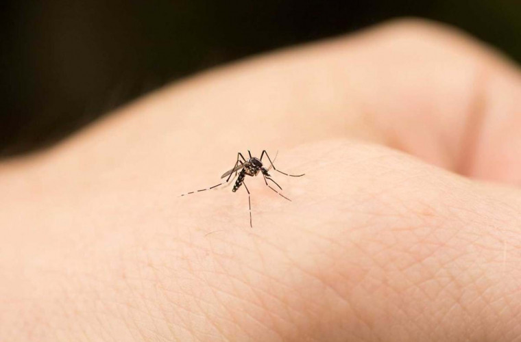  Ce să mănânci ca să nu fii mușcat de țânțari: Alimentele care îi țin la distanță
