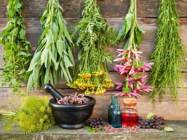  Top 25 plante, care te ajută să ai grijă de sănătate