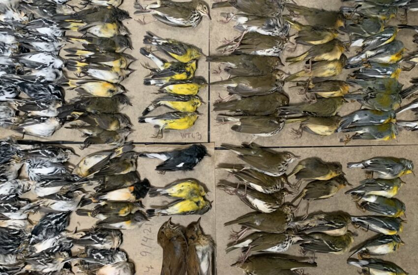  (VIDEO) Cadavrele a sute de păsări, pe străzile din New York. Care ar fi cauza anomaliei