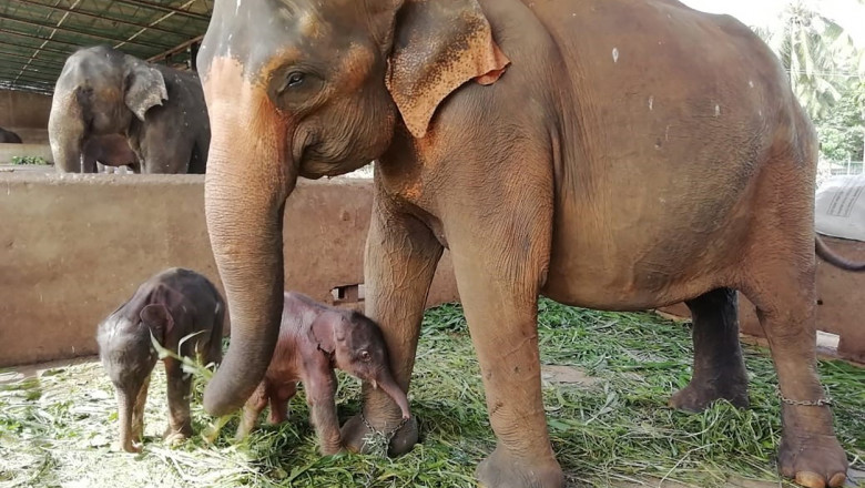  Imagini inedite cu elefanți gemeni născuţi în Sri Lanka, pentru prima dată în ultimii 80 de ani