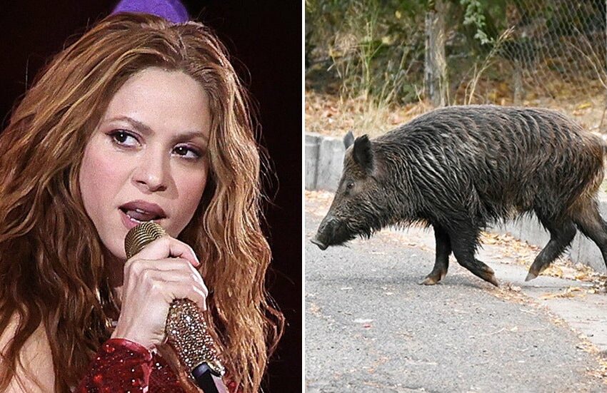  Shakira a avut o experiență neplăcută în Barcelona. A fost atacată de mistreți într-un parc