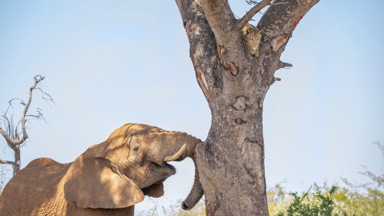  Un leopard speriat se ascunde de un elefant într-un copac