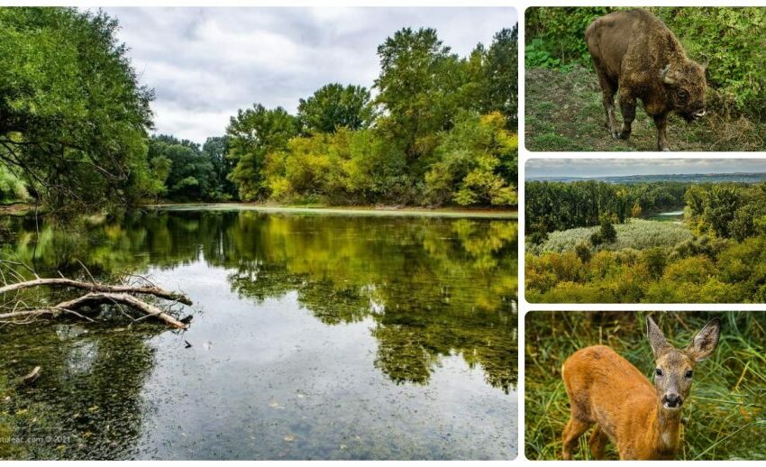  Astăzi este marcată „Ziua Mondială a Rezervațiilor Naturale”. Vezi câte rezervații naturale sunt în Moldova