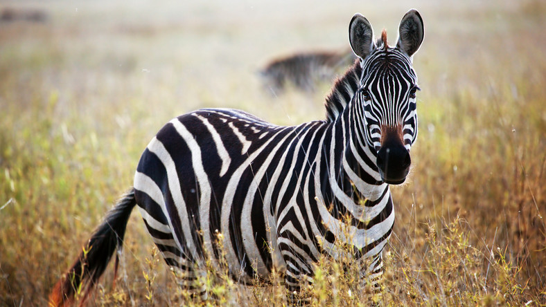  Sunt zebrele albe cu dungi negre sau negre cu dungi albe?