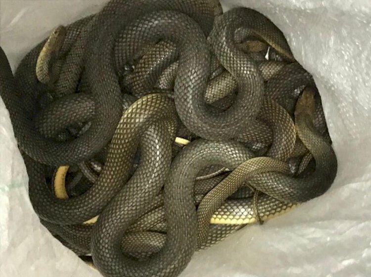  Un grup de 15 șerpi au fost descoperiți hibernând în subsolul unei clădiri publice